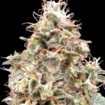 Auto Forbidden Fruit Cake Autoflower By Advanced Seeds