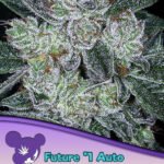 Auto Future #1 Autoflower By Anesia Seeds