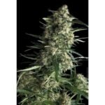 Auto Galaxy Autoflower By Pyramid Seeds