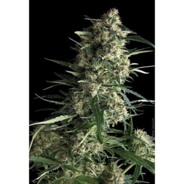 auto-galaxy-5-seeds.jpg Auto Galaxy Autoflower By Pyramid Seeds - Image 1