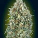 Auto Gelato #33 Autoflower By Advanced Seeds