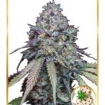 Auto Girl Scout Cookies Autoflower By Mr. Hide Seeds