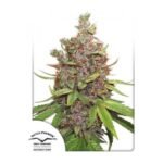 Auto Glueberry O.G. Autoflower By Dutch Passion