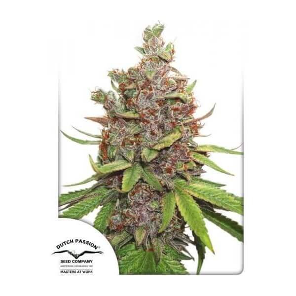 auto-glueberry-og-3-seeds.jpg Auto Glueberry O.G. Autoflower By Dutch Passion - Image 1