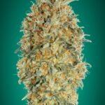 Auto Gorilla Blue Autoflower By Advanced Seeds