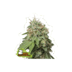 Auto Green Crack Autoflower By Seedstockers