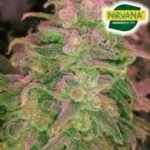 Auto Hawaii Maui Waui Autoflower By Nirvana
