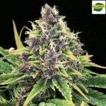 Auto Hindu Kush Autoflower By Nirvana