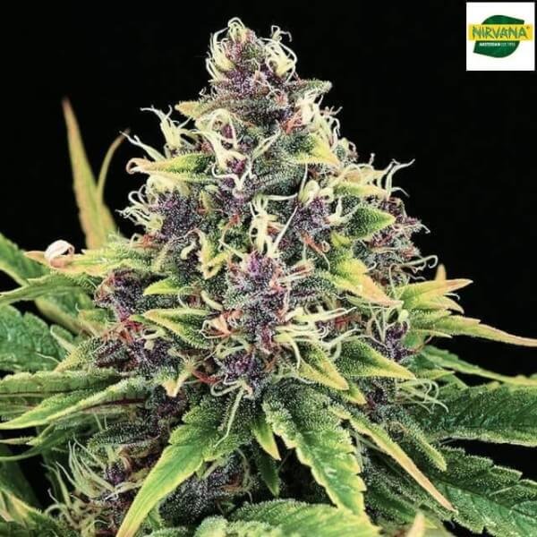 auto-hindu-kush-5-seeds.jpg Auto Hindu Kush Autoflower By Nirvana - Image 1