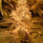 Auto Kush Autoflower By Female Seeds
