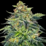 Auto London Cream Cake Autoflower By G13 Labs