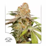 Auto Mac #1 Autoflower By Dutch Passion