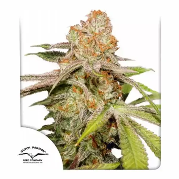 auto-mac-1-3-seeds-1.webp Auto Mac #1 Autoflower By Dutch Passion - Image 1