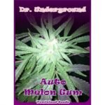 Auto Melon Gum Autoflower By Dr. Underground Seeds
