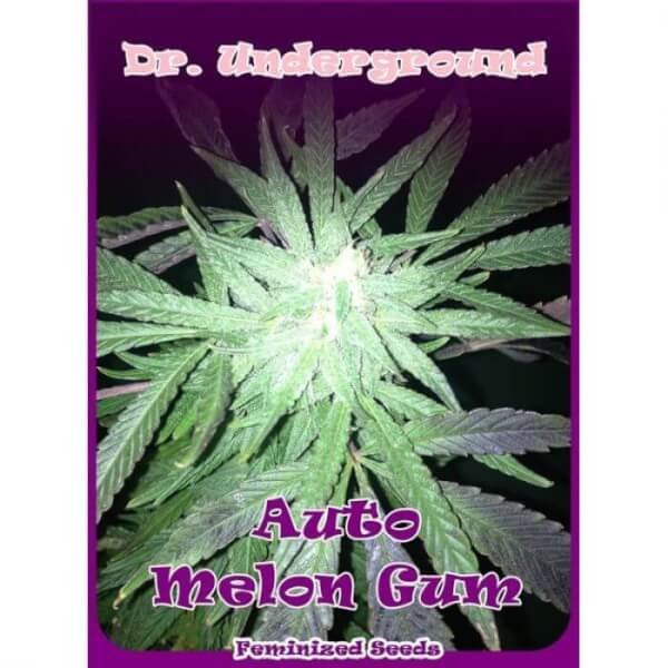 auto-melon-gum-4-seeds.jpg Auto Melon Gum Autoflower By Dr. Underground Seeds - Image 1