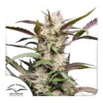 Auto Mimosa Punch Autoflower By Dutch Passion