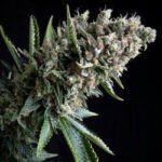 Auto Nefertiti Autoflower By Pyramid Seeds