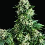 Auto New York City Autoflower By Pyramid Seeds