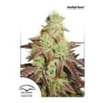 Auto Night Queen Autoflower By Dutch Passion