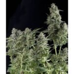 Auto Northern Lights Autoflower By Pyramid Seeds