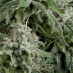 Auto Northern Lights Cbd Autoflower By Pyramid Seeds