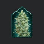 Auto Northern Lights Xxl Autoflower By 00 Seeds Bank