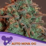 Auto Nova Og Autoflower By Anesia Seeds