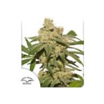 Auto Oh My Gusher Autoflower By Dutch Passion