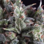 Auto Olympia Autoflower By Pyramid Seeds