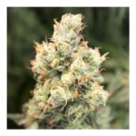 Auto Orange Bud Autoflower By Dutch Passion
