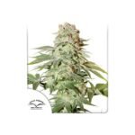 Auto Power Plant Autoflower By Dutch Passion
