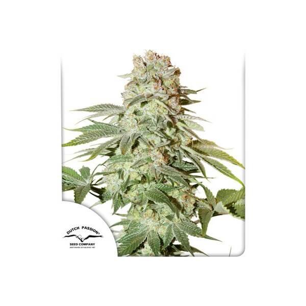 auto-power-plant-3-seeds.jpg Auto Power Plant Autoflower By Dutch Passion - Image 1