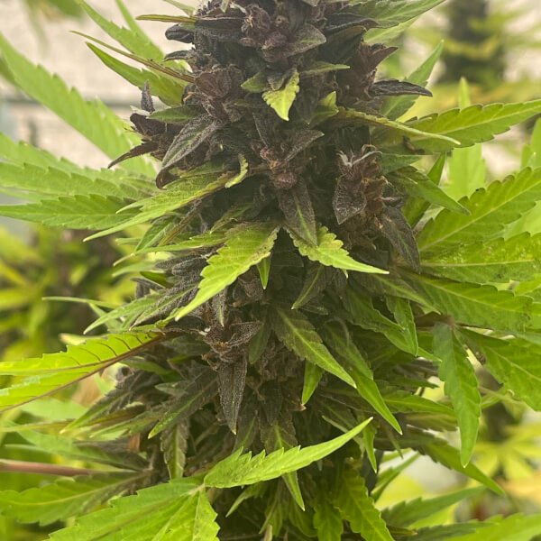 auto-purple-rich-cbd-1-seed.jpg Auto Purple Rich Cbd Autoflower By Mr. Hide Seeds - Image 1