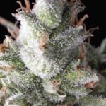 Auto Ramses Autoflower By Pyramid Seeds