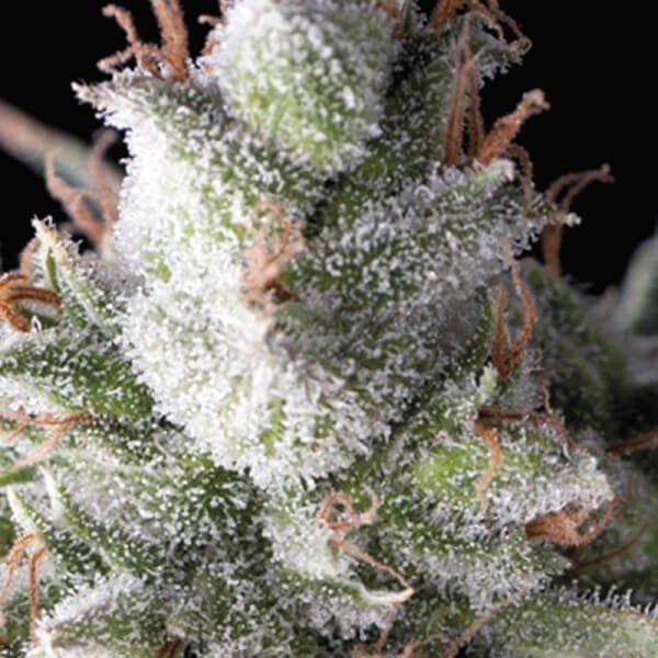 auto-ramses-1-seed.jpg Auto Ramses Autoflower By Pyramid Seeds - Image 1