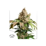 Auto Red Tropicana Cookies Autoflower By Dutch Passion