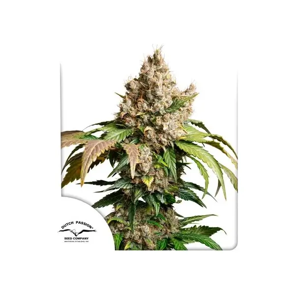 auto-red-tropicana-cookies-3-seeds-1.webp Auto Red Tropicana Cookies Autoflower By Dutch Passion - Image 1