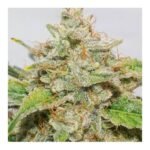 Auto Skywalker Haze Autoflower By Dutch Passion