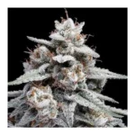Auto Skywalker Kush Autoflower By Dna Genetics