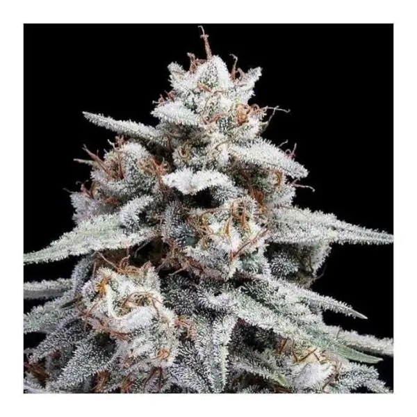 auto-skywalker-kush-5-seeds-1.webp Auto Skywalker Kush Autoflower By Dna Genetics - Image 1