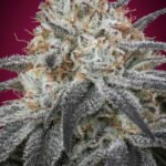 Auto Slurricane Autoflower By Advanced Seeds