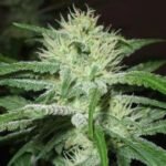 Auto Speed Bud Autoflower By Female Seeds
