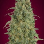 Auto Strawberry Gum Autoflower By Advanced Seeds