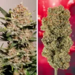 Auto Strawberry Soda Autoflower By Dutch Passion