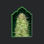Auto Sweet Critical Autoflower By 00 Seeds Bank