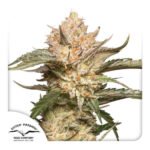Auto Trichome And Cream Autoflower By Dutch Passion