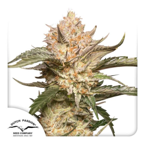 auto-trichome-and-cream-1-seed.jpg Auto Trichome And Cream Autoflower By Dutch Passion - Image 1