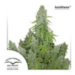 Auto Ultimate Autoflower By Dutch Passion