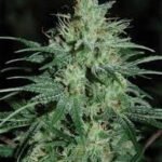 Auto Wembley Autoflower By Pyramid Seeds