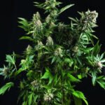 Auto White Widow Autoflower By Mr. Hide Seeds